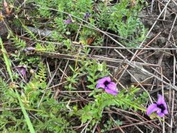Monopsis unidentata subsp. unidentata leaves